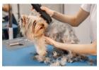 Dog Grooming In Mumbai