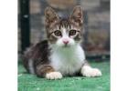 Cat Breeders in Delhi - 2025 