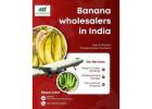 Fresh Indian Bananas – Export Quality, Worldwide Supply
