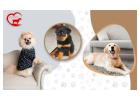 Home Base Dog Boarding,Dog Care in Gurgaon - Happy Pettings