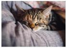Cat Hostel in Delhi