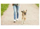 Dog Walking In Mumbai
