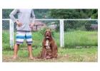 Dog Training In Pune