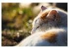Cat Hostel in Chennai