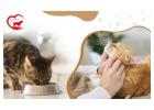Cat Boarding Gurgaon | HappyPettings