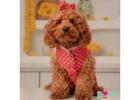Perfect Shaadi Outfits for Pets – Dog Kurta and Dog Lehenga Collection
