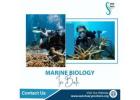 Marine biology in Bali