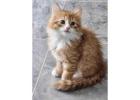 Adorable Siberian Kittens ready for new home.