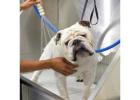 Refreshing Dog Washing in Oviedo