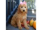 Affordable doodle puppies Ohio at Puppy Love Paradise