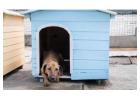Dog Hostel In Pune
