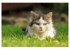 Cat Hostel in Noida