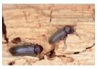 Book Now | Wood Borer Pest Control in Mumbai for 1 & 2 BHK 