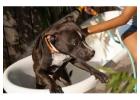 Dog Grooming