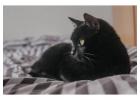 Cat Hostel in Hyderabad