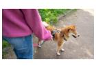Dog Walking