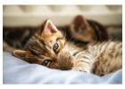 Cat Hostel in Pune