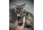 TICA Registered ACTIVE Black Smoke Male and Female