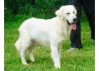 English Golden Retriever: Gentle, Intelligent, and Perfect for Every Family