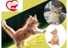 Cat Stay Gurgaon – Happypettings