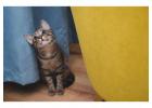 Cat Hostel in Kolkata