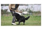 Dog Training