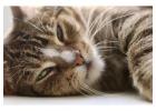 Cat Hostel in Ahmedabad