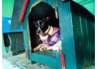 Dog Hostel
