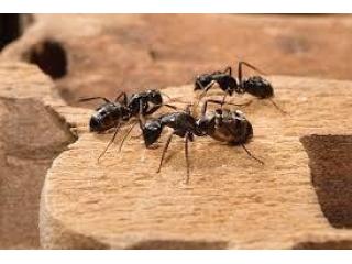 Hire Professional Ant Pest Control Sharjah Experts | Al Ameen Pest Control