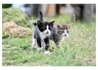 Cat Hostel in Jaipur