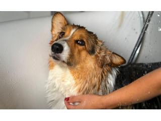 Dog Grooming