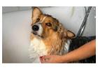 Dog Grooming