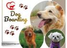 Top Dog Boarding Gurugram | HappyPettings