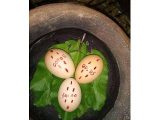 African Healer in Canada ,+27735584255  SWEDEN.