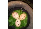  African Healer in Canada ,+27735584255  SWEDEN.