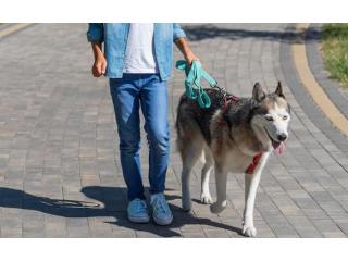 Dog Walking