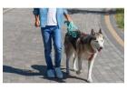 Dog Walking