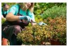 Professional Shrubs Trimming by Green Canyon Experts