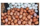 Affordable Egg Distributor in Singapore - Dasoon