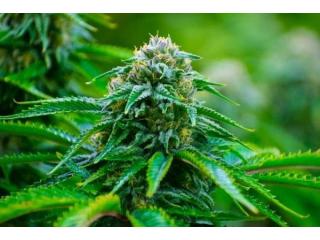 Buy Marijuana Online