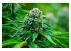 Buy Marijuana Online