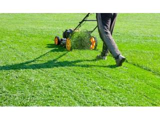 Professional hedge and shrub trimming services in Suffolk, VA