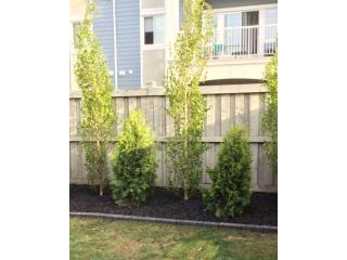 Cedar Deck Builders In Edmonton