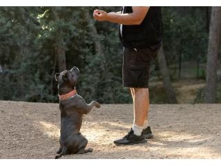 Dog Training