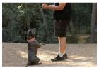 Dog Training