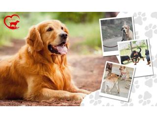 Gurgaon’s Best Dog Boarding – HappyPettings