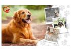 Gurgaon’s Best Dog Boarding – HappyPettings