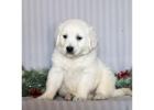 English Golden Retriever Indiana: Graceful, Intelligent, and Family-Friendly Dogs