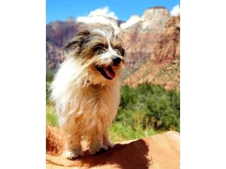 Sedation-Free Dog Cleaning | Gentle & Safe Pet Care | Clean Canines