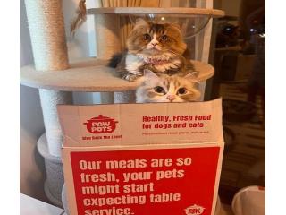 Best Dog Food and Cat Food in Dubai